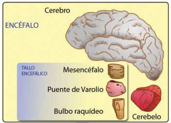 Encéfalo