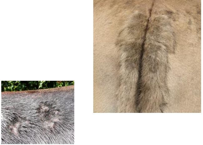 Culicoïdes sp. Vecteur de La fièvre catarrhale ovine Symptomatologie: Dermite estivale (« Gale d’été » chez le cheval)