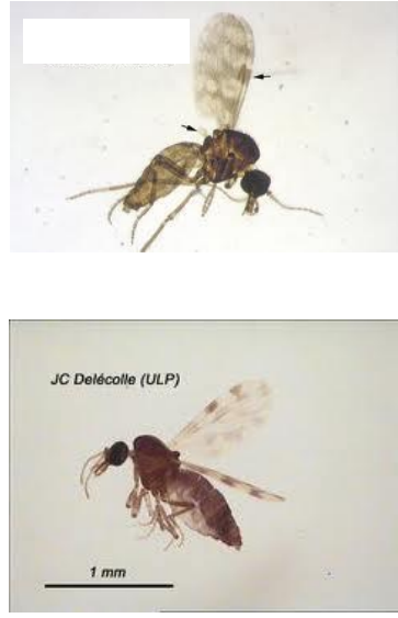 Culicoïdes sp. 1-4 mm Tête arrondie, Pas d’oocèles Pièces buccales piqueuses Palpes maxillaires à 5 articles Thorax à 3 segments, A...