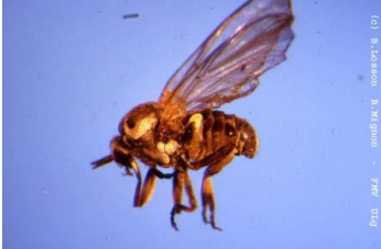 SIMULIUM sp. = « black fly » 1-6 mm Noir ou rougeâtre Petite tête et gros yeux Antennes courtes et glabres, 11 articles Grandes p...