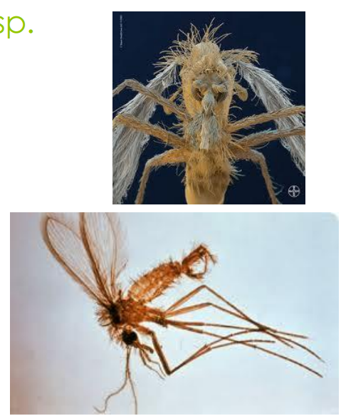 PHLEBOTOMUS sp. Vecteur de la leishmaniose Caractéristiques: 1,5-3 mm Jaunâtre Yeux foncés Poilu Ailes ovalaires