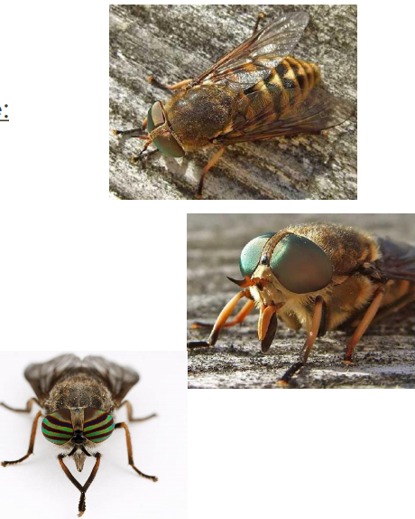 TABANUS sp. Vecteur mécanique de Virus, bactéries, protozoaires Symptomatologie: Agacement, Piqûre douloureuse Caractéristiques: 25-3...