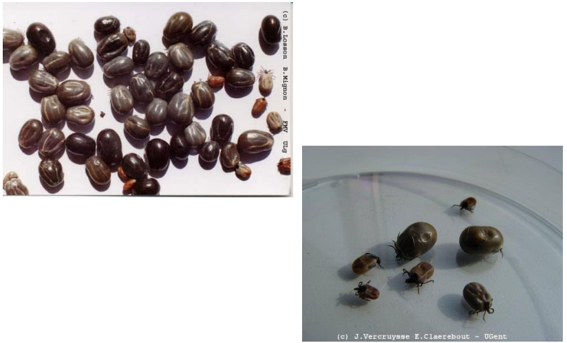 IXODES RICINUS Chien, chat, ovins, bovins, équidés, oiseaux …. Homme! Europe Parasite intermittent à 3 hôtes, cycle de 3 ans Stricteme...
