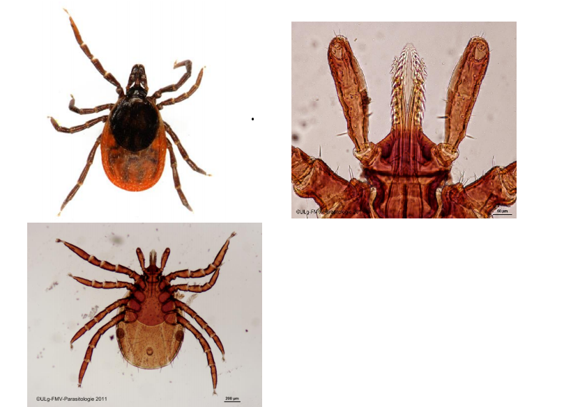 IXODES RICINUS Scutum Pas de feston Pas d’yeux Rostre long comprenant: 1 hypostome 2 chélicères 2 pédipalpes Sillon anal an...