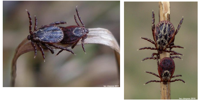 DERMACENTOR RETICULATUS Chiens, équidés, cervidés, bovins Sud de l’Europe, Sud-Ouest de l’Angleterre, Allemagne centrale, Belgique Ti...