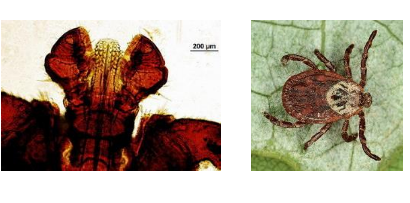 DERMACENTOR RETICULATUS Rostre court avec base rectangulaire Yeux Festons postérieurs Scutum brun foncé marqué taches blanches = ...