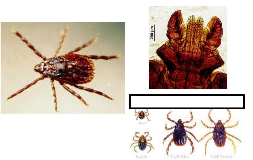 Rhipicephalus sanguineus Chiens,… Sud de l’Europe +++, mondiale Tique à 3 hôtes, Tique de chenil Yeux Rostre court avec base hexa...