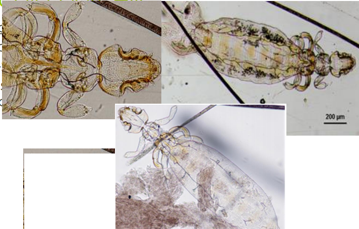 Gliricola porcelli Pou broyeur 1-2 mm 2 segments sur les palpes maxillaires