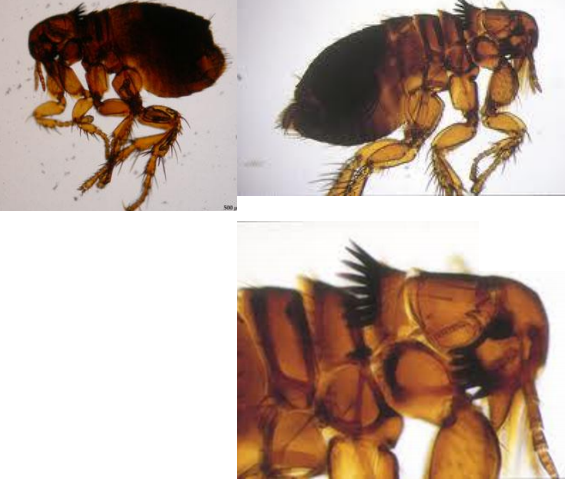 Spilopsyllus cuniculi léporidés = puce du lapin +++ sur femelles gestantes Pelage terne, poil cassant, Prurit Lésions alopéciques, ér...