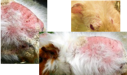 Trixacarus caviae cobaye Prurit +++, Automutilations Lésions : épaules, le dos et les flancs Surinfections bactériennes Croutes, squame...