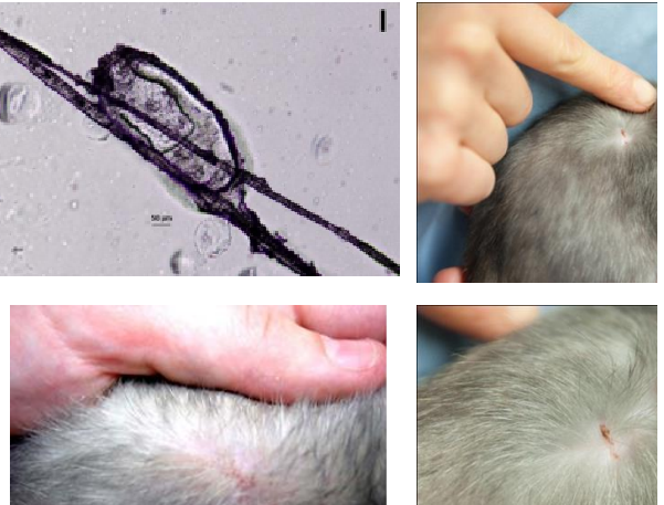Polyplax spinulosa rat Erythème, prurit, dépilations