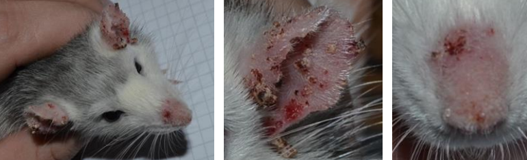 Notoedres muris Rat, souris Lésions papillo-crouteuse (en corne de rhinocéros) des pavillons auriculaires et de la truffe