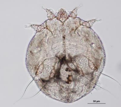 Notoedres muris Ressemble à Sarcoptes scabiei mais plus grand: +/- 200-400 µm Rostre court et carré