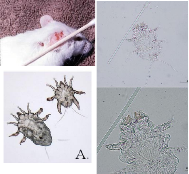 MYOBIA sp. Pseudogale (Myobiidé), 300-500 µm Forme allongée, Striations transversales Griffes sur la 1ère paire de pattes Hypersensibilit...
