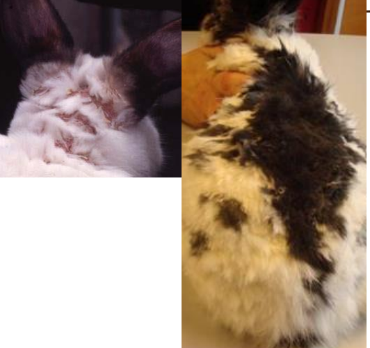 Leporacarus gibbus lapin Dermatose squamocrouteuse alopéciante sur la ligne du dos