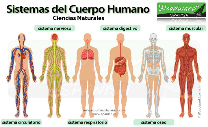 Sistema: