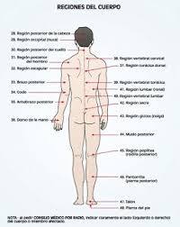 Etimología:Del lat. regio, -ōnis. División regional del cuerpo humano para facilitar su estudio.
