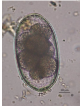 EGGS