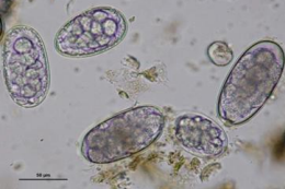 Strongylus vulgaris Oeuf étalon (70-90µm), ellipsoïde, translucide, paroi simple et lisse, contient morula/blastomère