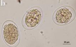 Uncinaria stenocephala TS, ovalaire