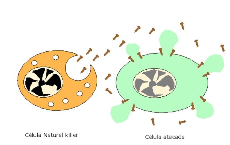 Células Killer (CK)