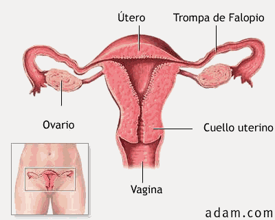 Aparato reproductor Femenino Y masculino