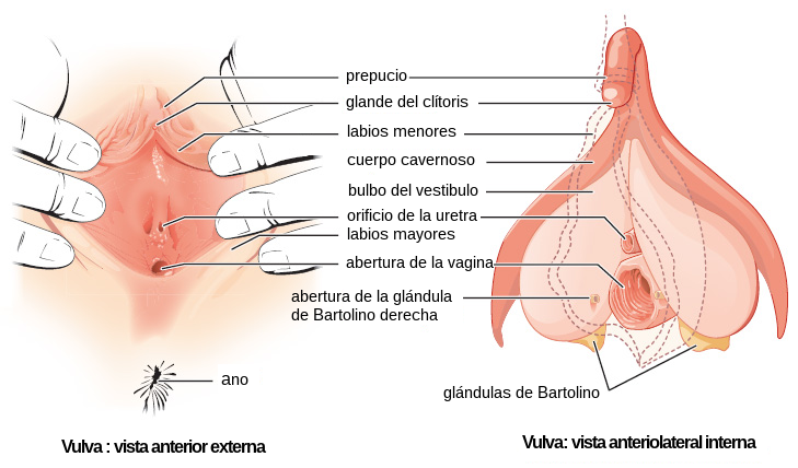 Aparato reproductor Femenino Y masculino