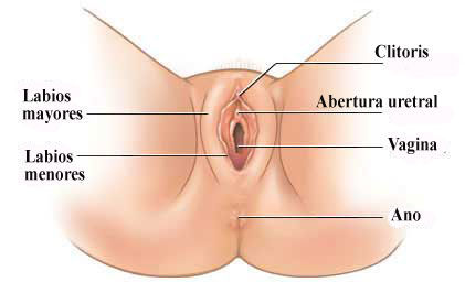Aparato reproductor Femenino Y masculino