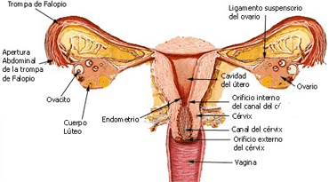Aparato reproductor Femenino Y masculino