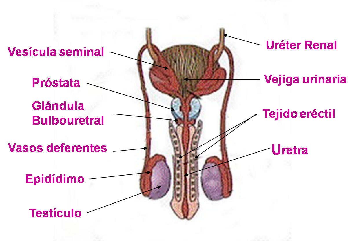 Aparato reproductor Femenino Y masculino
