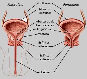 Aparato reproductor Femenino Y masculino