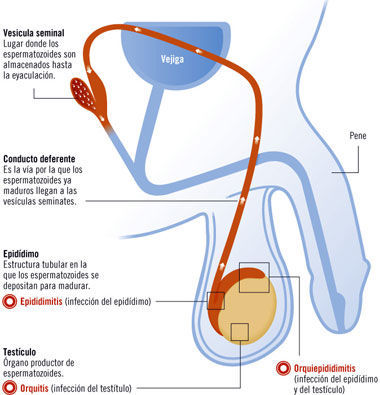Aparato reproductor Femenino Y masculino