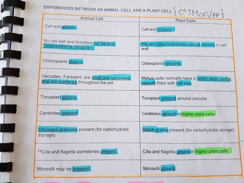 Differences b/w animal and plant cells