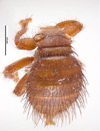 BRAULA COECA Insecte = 3 paires de pattes 1.5mm Pas d'ailes Recouvert de poil