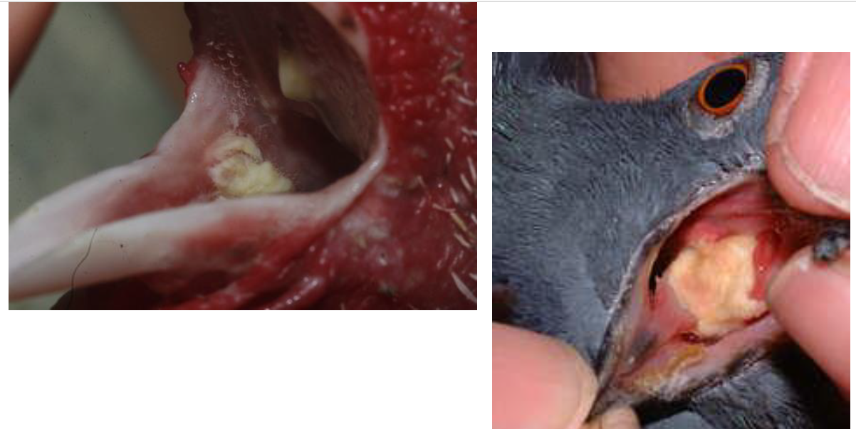 TRICHOMONAS GALLINAE Nodules caséeux -> foie, jabot, sinus, bec