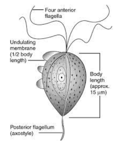 TRICHOMONAS GALLLINAE Piriforme 4 flagelles Axostyle Noyau Mobiles
