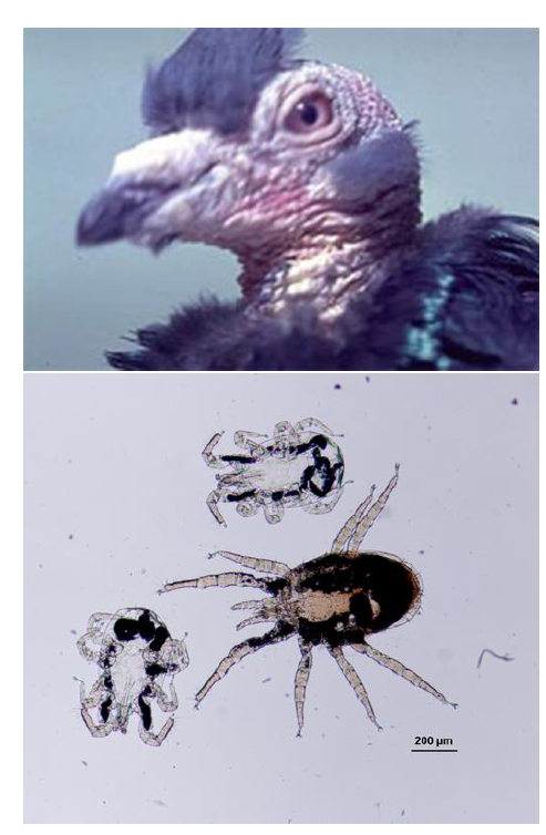 DERMANYSSUS GALLINAE "Poux rouge" de la volaille 0,5mm, long, longues pattes Blanc à gris, devenant rouge après repas sanguin Vivent dans...