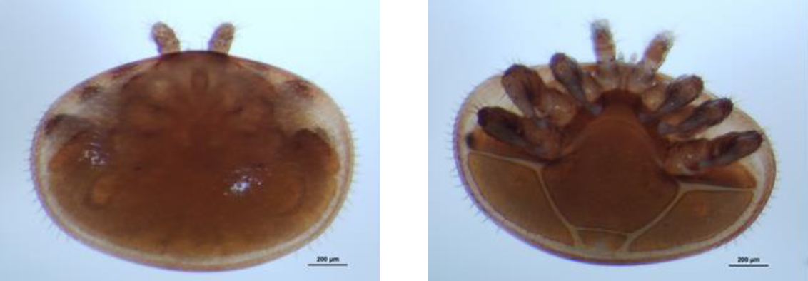 VARROA DESTRUCTOR Ovale + large que long 4 paires de pattes