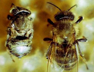 VARROA DESTRUCTOR Ailes atrophiées Nymphes atrophiées Abeilles traînant au sol Mortalité+++