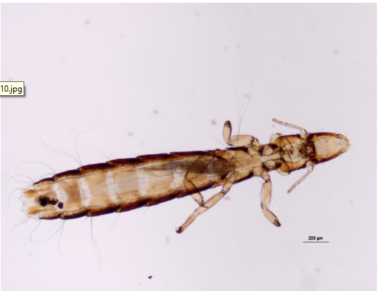COLUMBICOLA COLUMBIAE Mallophage Long et étroit