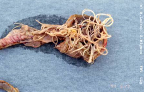 ASCARIDIA SP. Adultes : jusqu'à 12cm Obstruction intestinale Entérite catarrhale à hémorragique