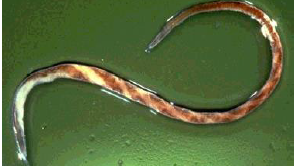 HAEMONCHUS CONTORTUS 2-4cm de longueur Extrémité antérieure présente : - une capsule buccale réduite - Une lancette - 2 papilles cervical...