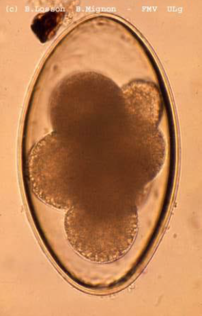 NEMATODIRUS SP. Oeuf : 2TS: 150-200µm Ellipsoïde Bombé Paroi double Blastomères
