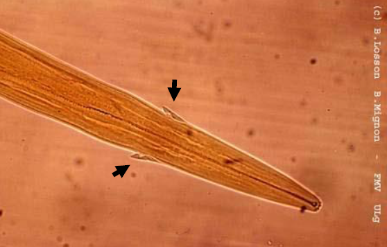 HAEMONCHUS CONTORTUS 2-4cm de longueur Extrémité antérieure présente : - une capsule buccale réduite - Une lancette - 2 papilles cervical...