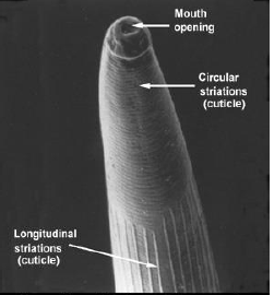 OSTERTAGIA OSTERTAGI 1cm maximum Brun-rougeâtre Capsule buccale très réduite Striations longitudinales sur la partie antérieure