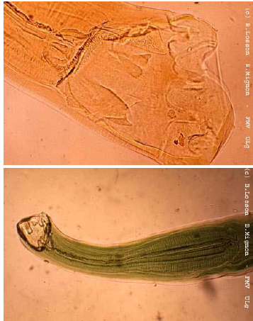 BUNOSTOMUM SP. -B.phlebotomum : bovin - B.trigonocephalum : ovins et caprins 1-2,5cm de long Ver épais Extrémité antérieure courbée dorsa...