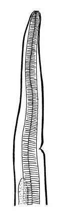TRICHOSTRONGYLUS AXEI Très petit : <7mm Dépression cuticulaire oesophagienne
