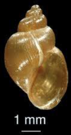 GALBA TRUNCATULA