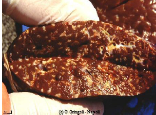 DICROCOELIUM DENDRITICUM Localisation dans les canaux biliaires Irritation des canaux biliaires