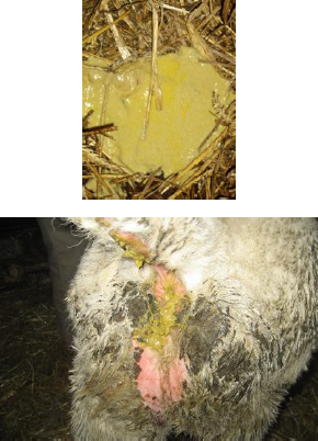 CRYPTOSPORIDIUM PARVUM Diarrhée du jeune +++